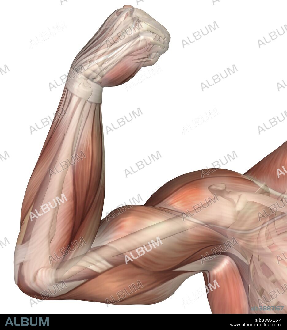Illustration of a flexed arm showing human bicep muscle.