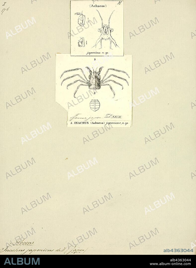 Inachus japonicus, Print, Achaeus japonicus, sometimes known as the orang-utan crab, is a crab of the family Inachidae (spider crabs or decorator crabs) which can be observed in tropical waters of the central Indo-Pacific.