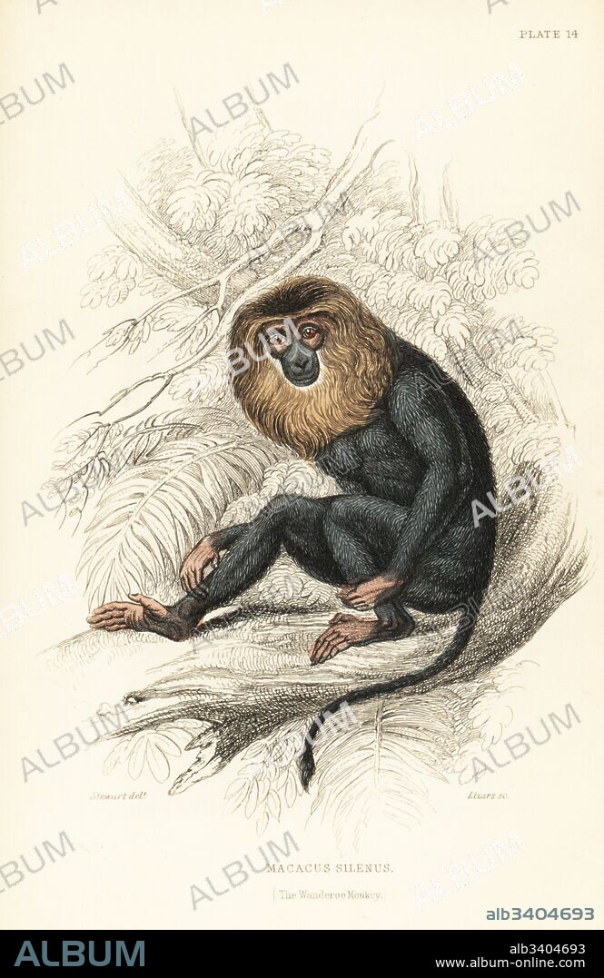 Lion-tailed macaque, Macaca silenus. Endangered. (Wanderoo monkey, Macacus silenus.) From a specimen in Edinburgh Zoological Gardens. Handcoloured steel engraving by W.H. Lizars after an illustration by James Stewart from Sir William Jardine's Naturalist's Library: Monkeys, Edinburgh, 1844.