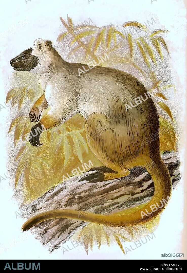 Bennett's tree-kangaroo (Dendrolagus bennettianus), digitally restored reproduction of a 19th century original.