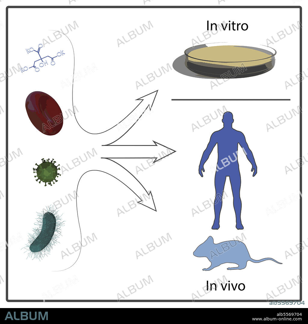 A diagram depicting in vivo and in vitro testing.