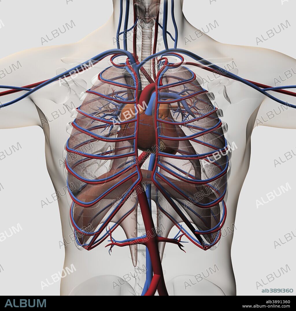 Three dimensional medical illustration of male chest showing arteries, veins, heart and rib cage.