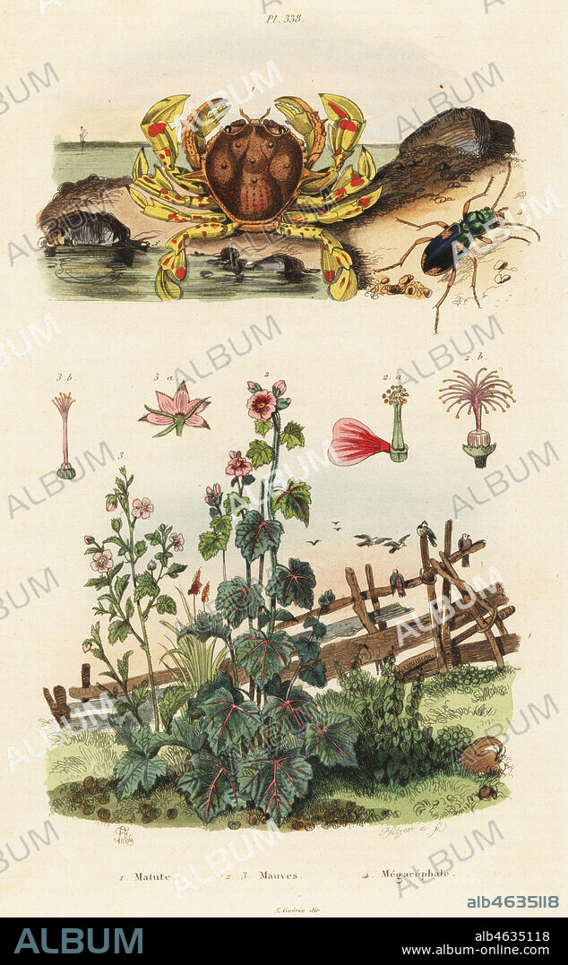 Moon crab, Matuta victor 1, Cape mallow, Malva virgata 2, Mexican mallow, Phymosia umbellata 3 and ground beetle, Megacephala quadrisignata 4. Matute, Mauves, Megacephale. Handcoloured steel engraving by Pfitzer after an illustration by Adolph Fries from Felix-Edouard Guerin-Meneville's Dictionnaire Pittoresque d'Histoire Naturelle (Picturesque Dictionary of Natural History), Paris, 1834-39.