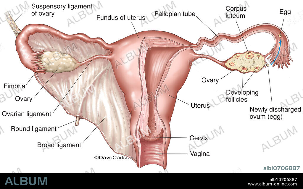Illustration of the anatomy of the female reproductive organs and tissues, including ovum (egg) development.