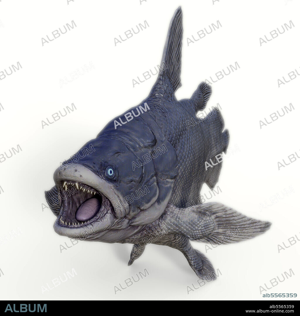 Mawsonia fish, white background. Mawsonia was a extinct coelacanth lobe-finned fish that prowled the deep ocean during the Triassic and Cretaceous Periods of North Africa and Brazil, South America.
