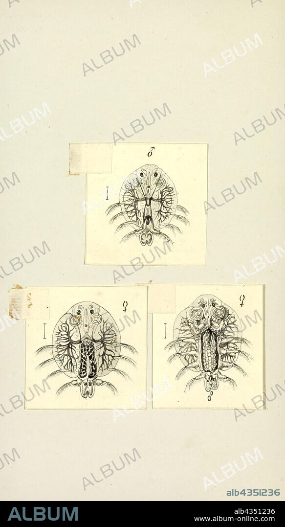 Argulus foliaceus, Print, Argulus foliaceus (or Monoculus foliaceus Linnaeus, 1758 name) is a species of crustaceans in the family Argulidae, the fish lice. It is sometimes called the common fish louse. It is "the most common and widespread native argulid in the Palaearctic" and "one of the most widespread crustacean ectoparasites of freshwater fish in the world.
