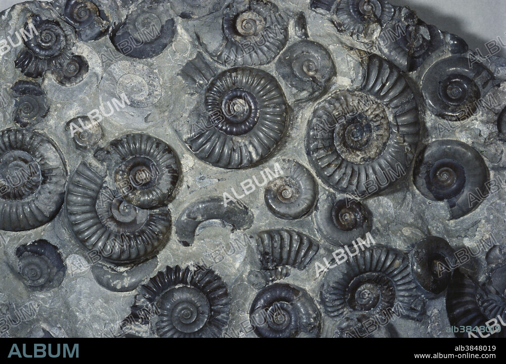 Ammonite fossils (Arnioceras sp.) from Lower Jurassic strata in Dorset, UK. Arnioceras is found worldwide, and grew to about 50 mm in diameter.