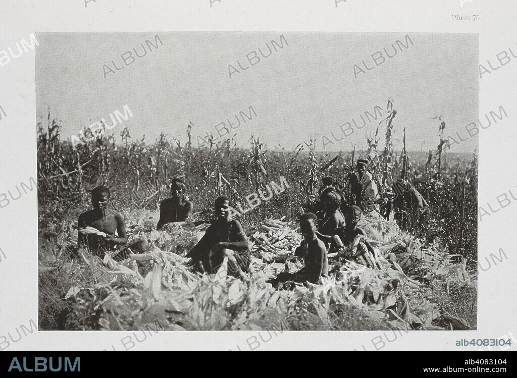 DUDLEY KIDD. In the harvest field. Pondos stripping the outer husk off the mealie cob. The Essential Kafir ... With one hundred full-page illustrations by the author. London : Adam & Charles Black, 1904. Source: 10096.h.20 plate 73.