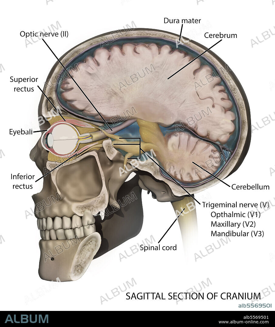 Medical illustration depicting the anatomy of a sagittal section of the human cranium.