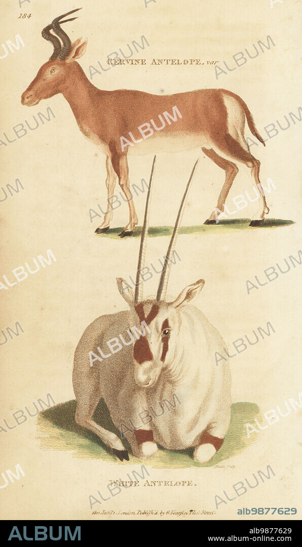 Bubal hartebeest, extinct, Alcelaphus buselaphus buselaphus, and Arabian oryx or white oryx, Oryx leucoryx. (Cervine antelope var., Antilope bubalis, and white antelope, Antilope leucoryx.) Handcoloured copperplate engraving by James Heath from George Shaws General Zoology: Mammalia, Thomas Davison, London, 1801.
