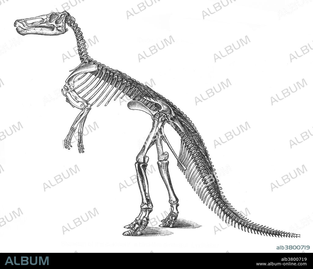 Claosaurus is a genus of primitive hadrosaurid (duck-billed dinosaur) that lived during the Late Cretaceous Period. It had a slender body and slim feet, with long legs, small arms, and a long, stiff tail. It probably grew to a length of about 12 to 16 feet and weighed roughly 1000 pounds. It appears to have walked on its hind legs, dropping to all fours only to graze. Like other hadrosaurs, it was an herbivore. Evidence of its existence was first found near the Smoky Hill River in Kansas, USA in the form of partial skull fragments and as an articulated post-cranial skeleton. Originally named Hadrosaurus agilis (Marsh, 1872), it was placed in a new genus and renamed Claosaurus agilis in 1890 when major differences between this specimen and Hadrosaurus came to light.