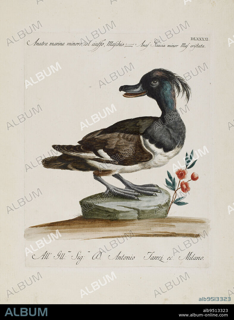 Anatra marina minore col ciuffo, Maschio, Plate DLXXXXI, from 'Ornithologia Methodice Digesta', 1767-1776, Saverio Manetti, Italian, 1723 - 1784, 13 3/4 x 10 13/16 in. (34.93 x 27.46 cm) (plate)18 15/16 x 14 9/16 in. (48.1 x 36.99 cm) (sheet), Hand-colored engraving, Italy, 18th century.