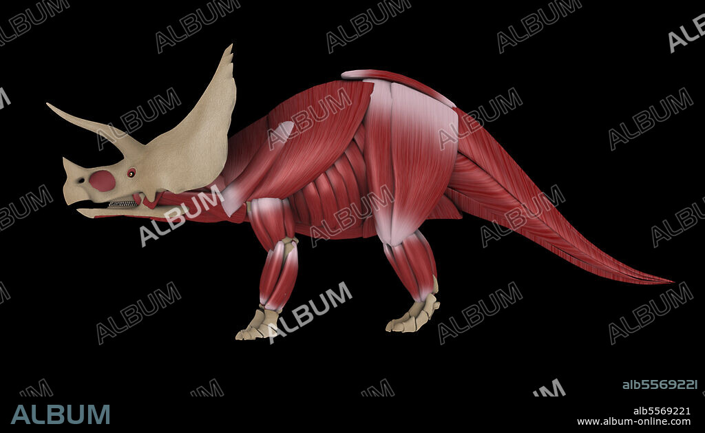 Muscular system of a Triceratops dinosaur, side view.