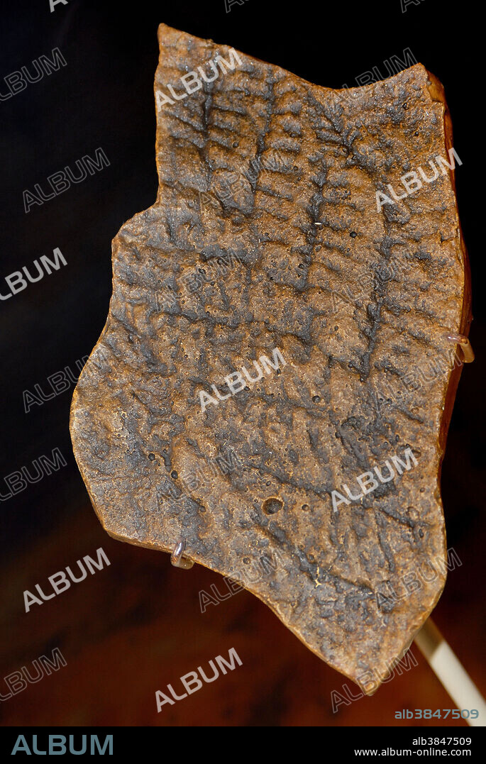 Charnia sp. Ediacaran fossil from Australia. Raleigh, NC. Precambrian period, Neoproterozoic era.