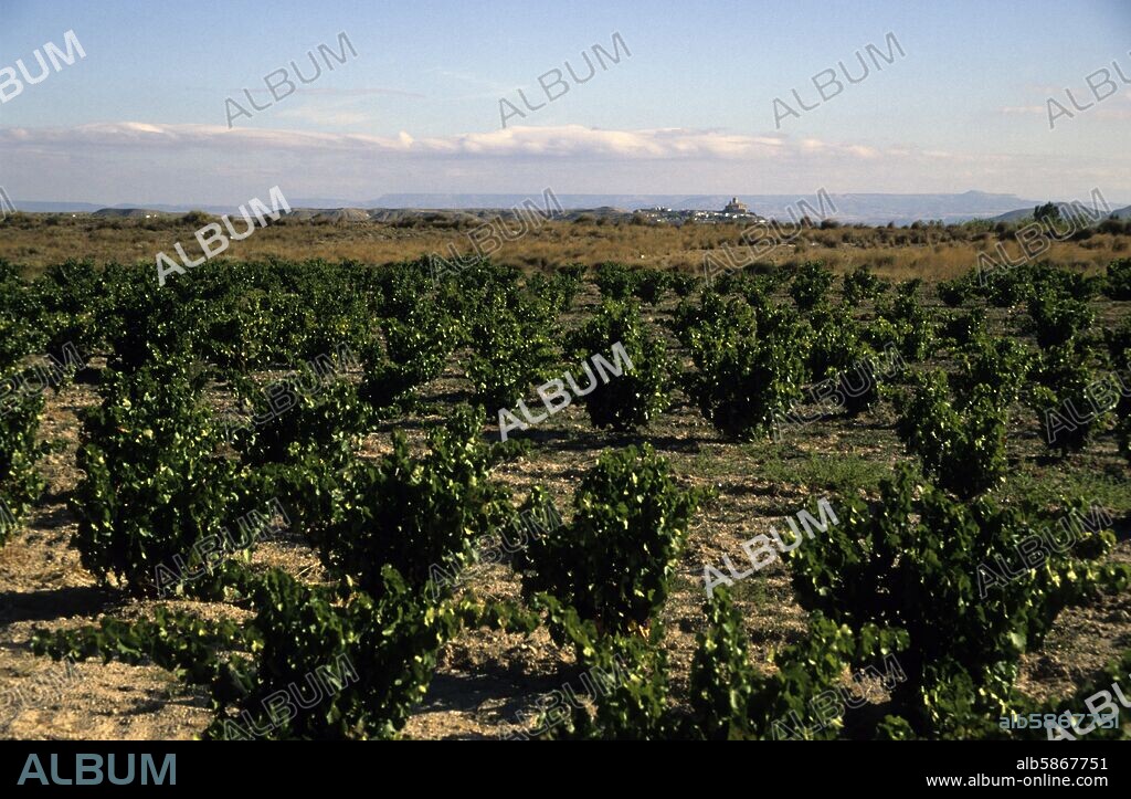 viñedos junto al pueblo de Magallón (comarca y D.O. Campo de Borja).