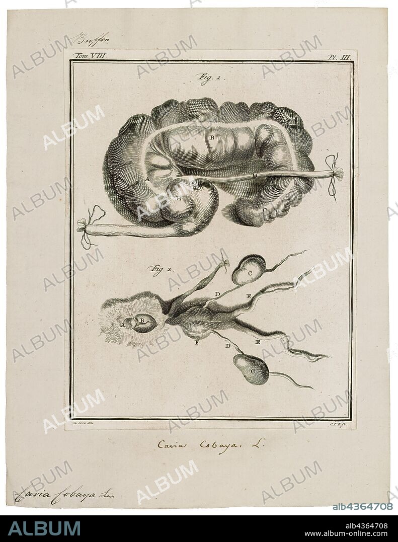 Cavia cobaya, Print, The guinea pig or domestic guinea pig (Cavia porcellus), also known as cavy or domestic cavy, is a species of rodent belonging to the family Caviidae and the genus Cavia. Despite their common name, guinea pigs are not native to Guinea, nor are they biologically related to pigs, and the origin of the name is still unclear. They originated in the Andes of South America, and studies based on biochemistry and hybridization suggest they are domesticated descendants of a closely related species of cavy such as C. tschudii, and therefore do not exist naturally in the wild., intestines.