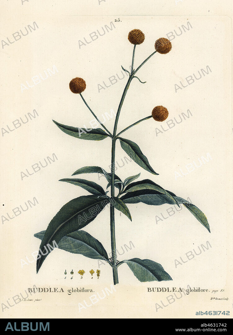 Orange-ball-tree or orange ball buddleja, Buddleja globosa (Buddlea globiflora). Handcoloured stipple engraving by Mlle. Brenet after an illustration by Pierre-Joseph Redoute from Henri Louis Duhamel du Monceau's Traite des Arbres et Arbustes, Paris, 1804-1819.