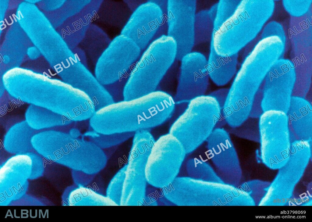 Color-enhanced Scanning Electron Micrograph (SEM) showing Enterobacter sakazakii, a Gram-negative, rod-shaped pathogenic bacterium. Magnification unknown.