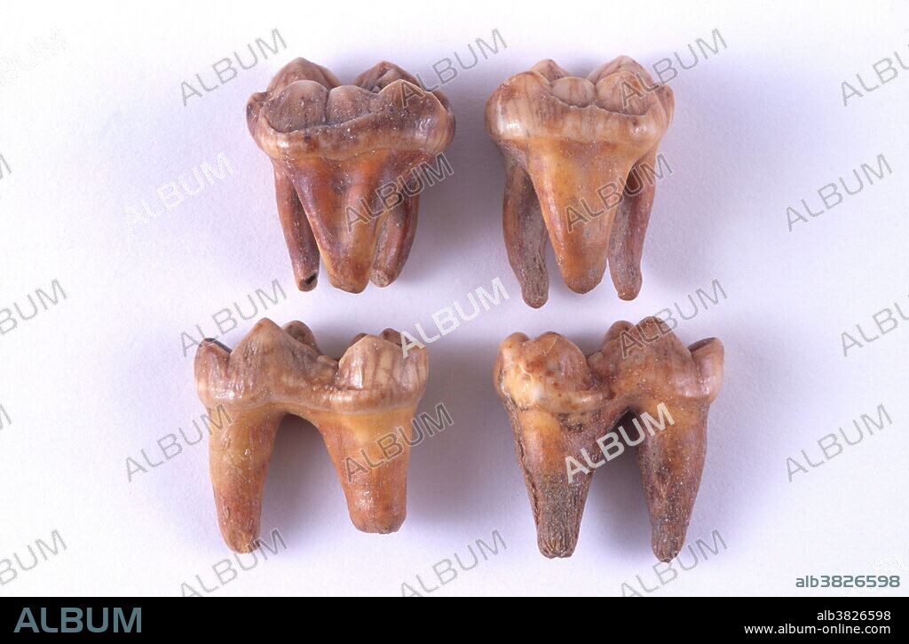 Fossil cave bear (Ursus uralensis) teeth from the Ural Mountains in Russia. Cave bears lived during the Pleistocene Epoch.