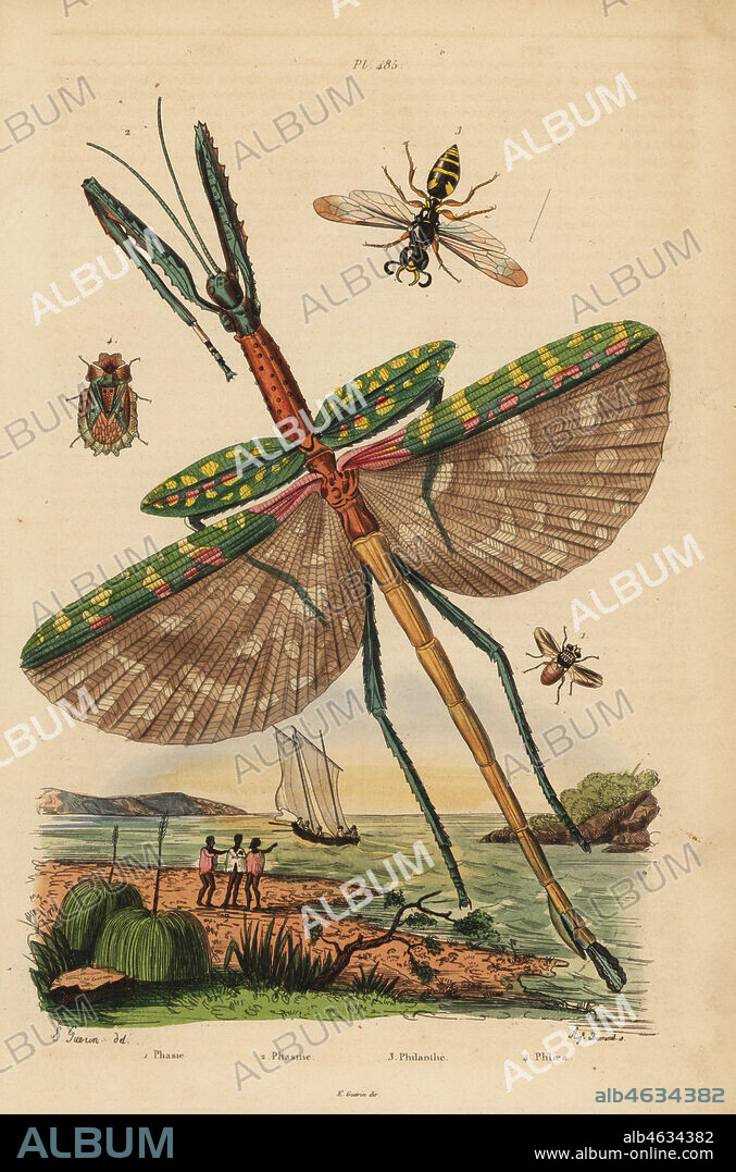 Goliath stick insect, Eurycnema goliath, fly, Phasia species, bee-killer wasp, Philanthus triangulum, bark bug, Phloea corticata. Phasie, Phasme, Philanthe, Phlaea. Handcoloured steel engraving by Dumenil after an illustration by Edouard Guerin.