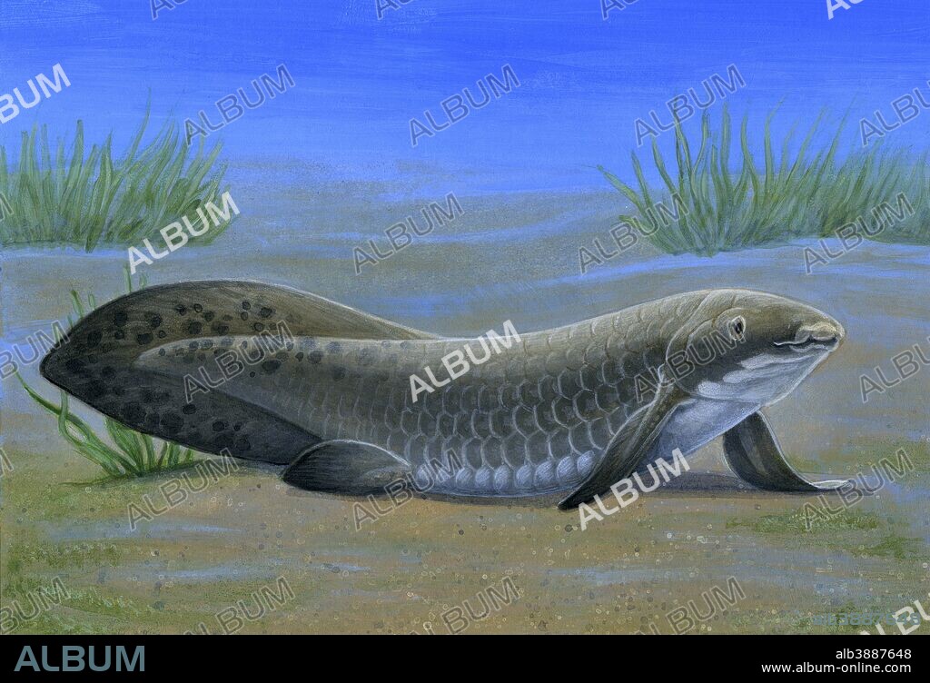Ceratodus, an ancient lungfish that lived during the Triassic period.