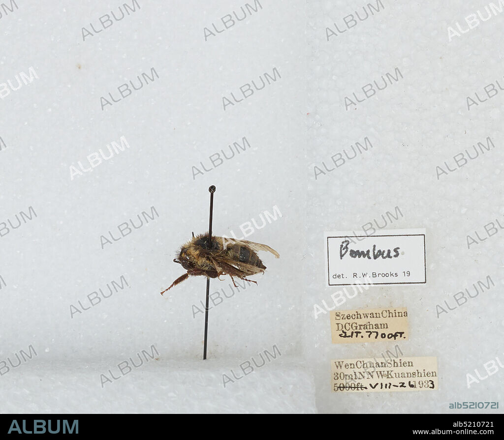 30 mi NNW Kuanshien, Wenchuan Xian, Sichuan, China, Bombus sp., Animalia, Arthropoda, Insecta, Hymenoptera, Apidae, Apinae.