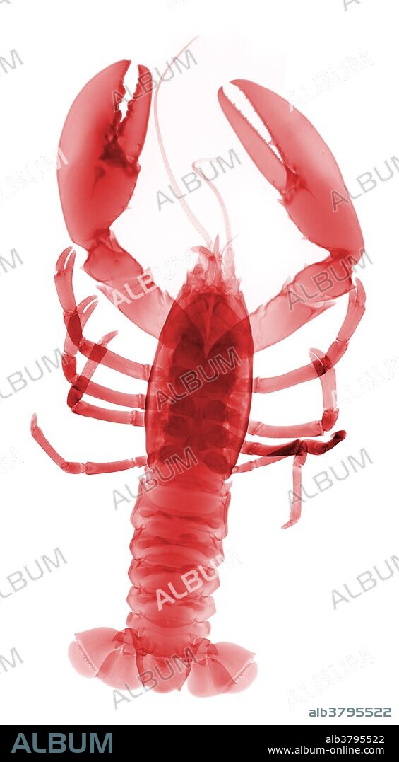 X-ray of an American Lobster (Homarus americanus).