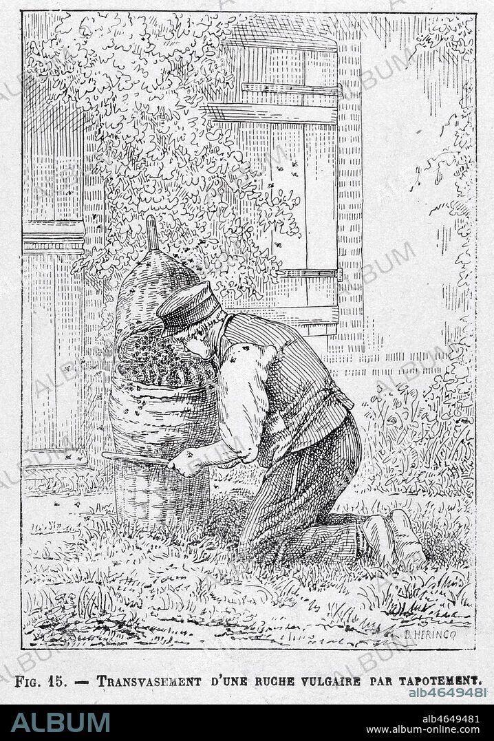 Transvasement d'une ruche vulgaire par tapotement. Gravure in Le Rucher Illustre par G. de Layens, illustration de Herinq (debut XXeme) . Credit Collection Kharbine Tapabor.