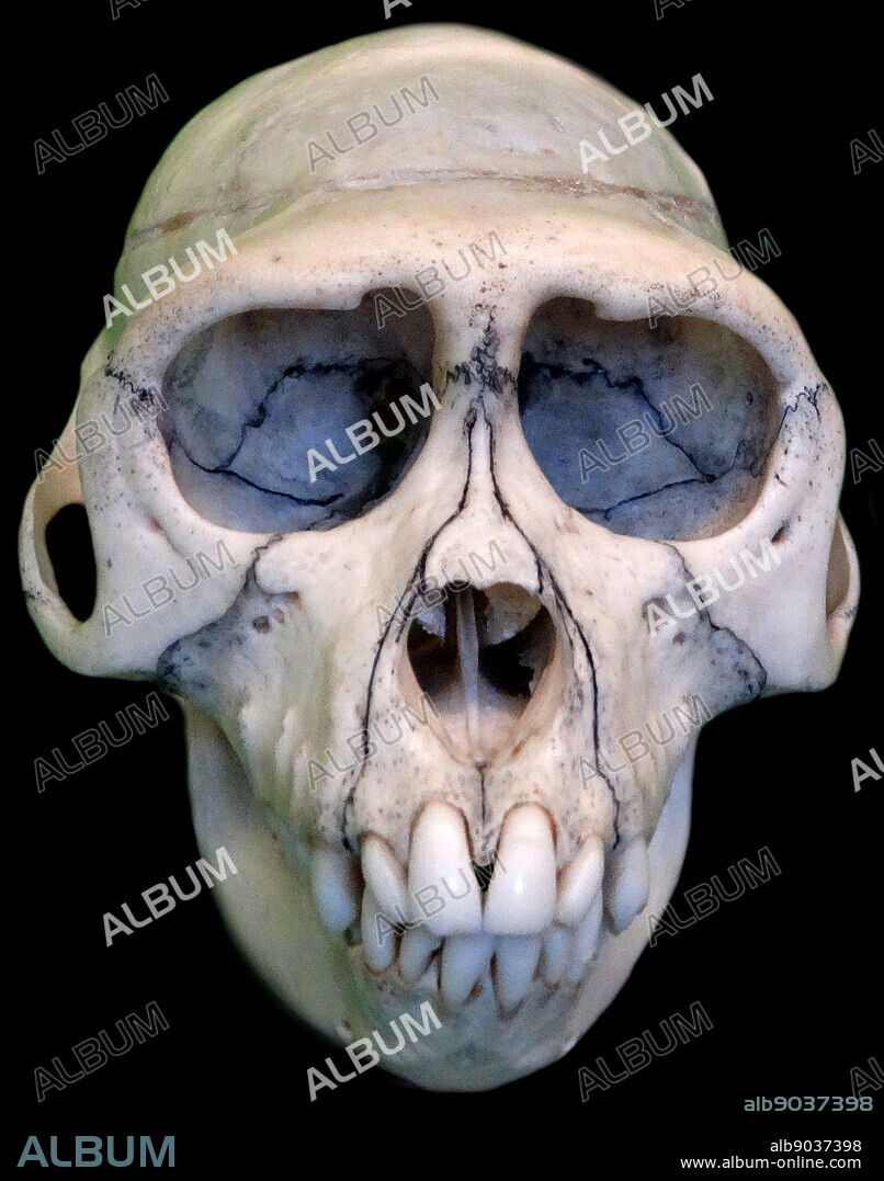 Skull of Macaca Mulatta (Rhesus Macaque). Dated 1780.