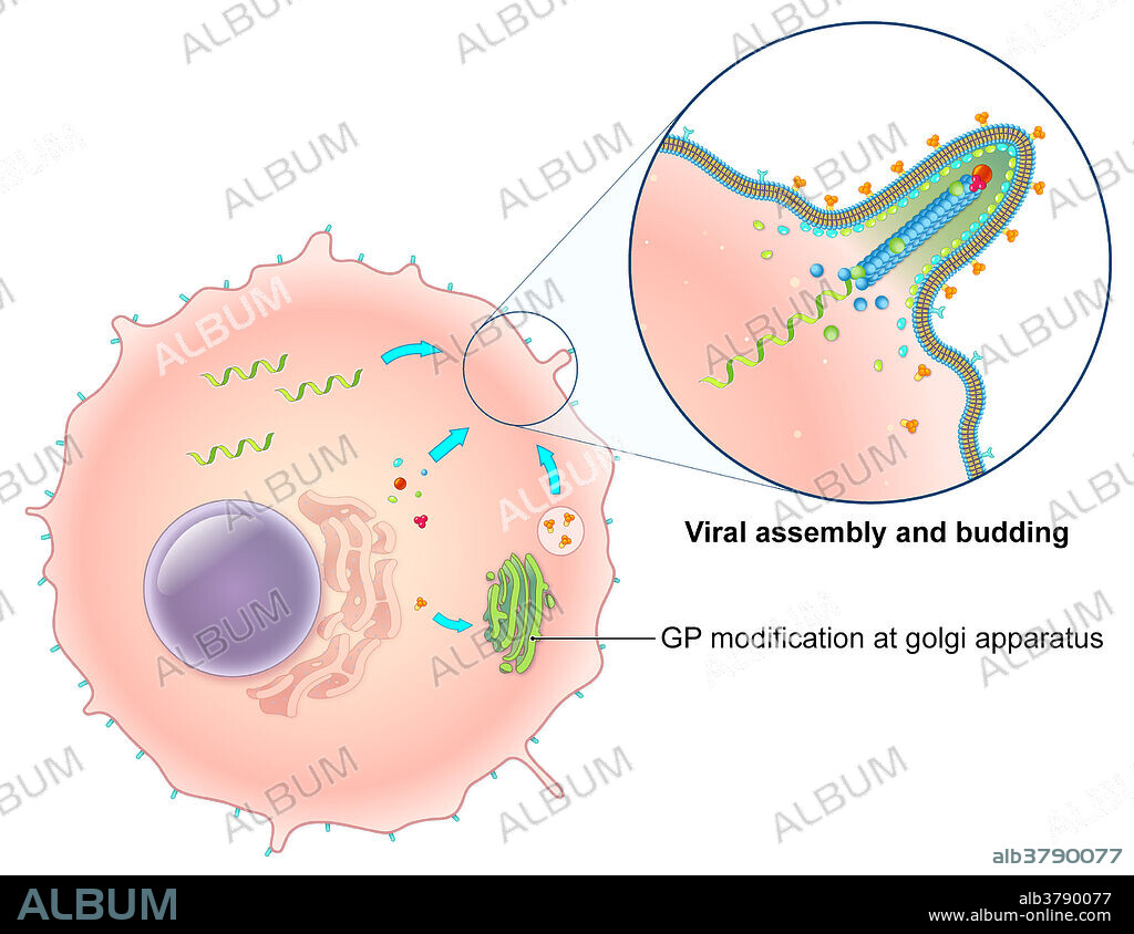 An illustrated diagram of the Ebola virus replication process. The ebola virus is a single-stranded RNA filovirus responsible for severe haemorrhagic fever in humans. In this illustration, translated viral proteins and replicated viral genomes gather at the host cell's plasma membrane. Glycoproteins (GP) are further modified in the host Golgi apparatus and delivered to the plasma membrane inside secretory vesicles. Nucleoproteins encapsidate the viral RNA while membrane-associated proteins assemble and bud from the cell surface. The host is destroyed once the virus buds from the cell. Image 5 of 5.