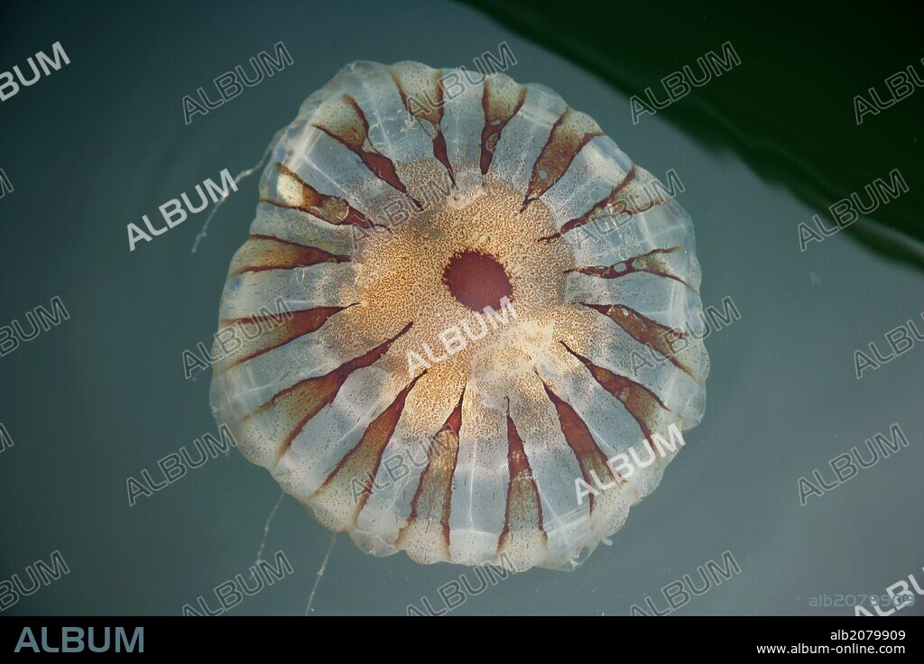 MEDUSA. Invertebrado perteneciente al grupo de los cnidarios cuya característica principal es la posesión de células urticantes denominadas cnidocistos o nematocistos.