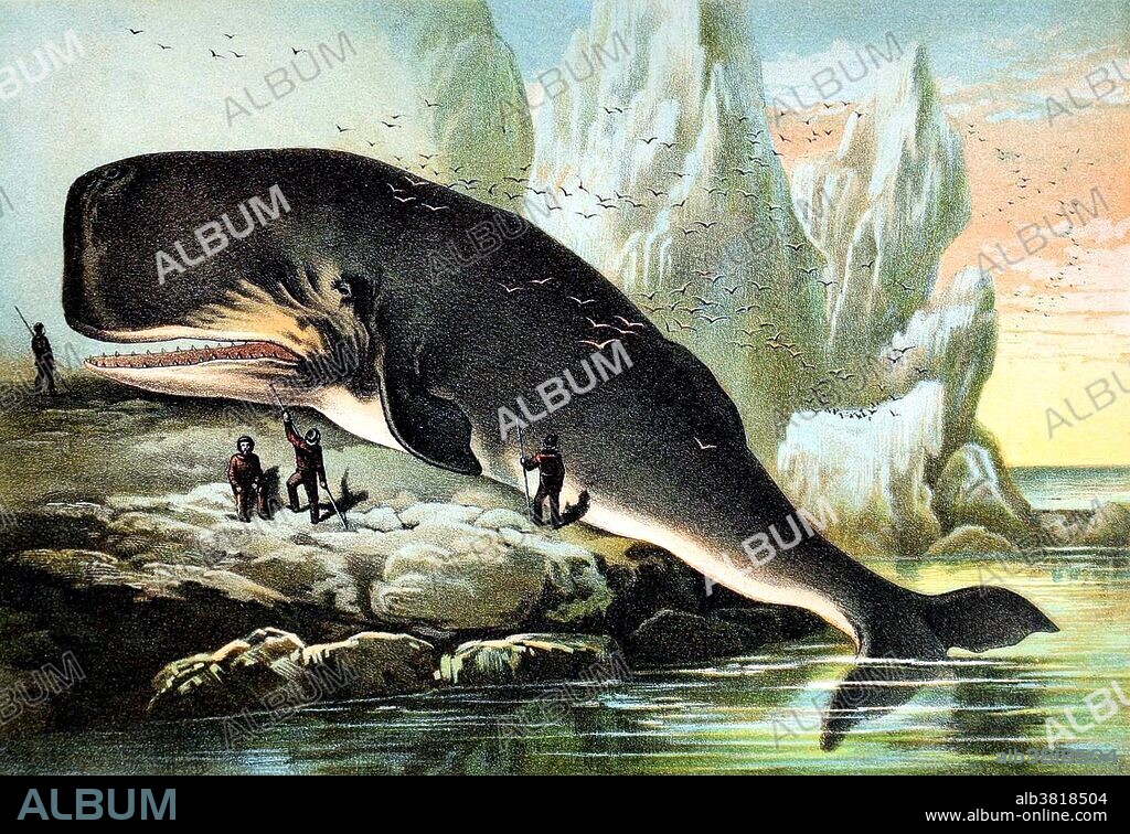 The sperm whale (Physeter macrocephalus), or cachalot, is the largest of the toothed whales and the largest toothed predator. It is the only living member of genus Physeter. Mature males average at 52 feet in length but some may reach 67 feet, with the head representing up to 1/3 of the animal's length. The sperm whale can be found anywhere in the open ocean. From the early 18th century through the late 20th the species was a prime target of whalers. The head of the whale contains a liquid wax called spermaceti, from which the whale derives its name. Spermaceti was used in lubricants, oil lamps, and candles. Ambergris, a waste product from its digestive system, is still used as a fixative in perfumes. Whaling is the hunting of whales primarily for meat and oil. Johnson's Household Book of Nature edited by Hugh Craig, 1880.