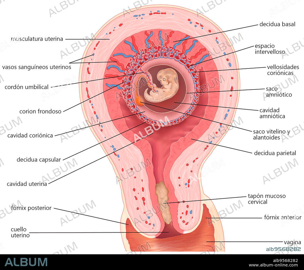 Diagram of a human uterus during the seventh week of pregnancy.