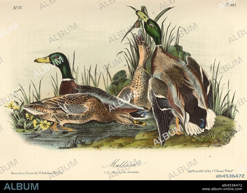 Mallard, Mallard (Anas platyrhynchos, Anas boschas), Signed: J.J. Audubon, J.T. Bowen, lithograph, Pl. 385 (Vol. 6), Audubon, John James (drawn); Bowen, J. T. (lith.), 1856, John James Audubon: The birds of America: from drawings made in the United States and their territories. New York: Audubon, 1856.