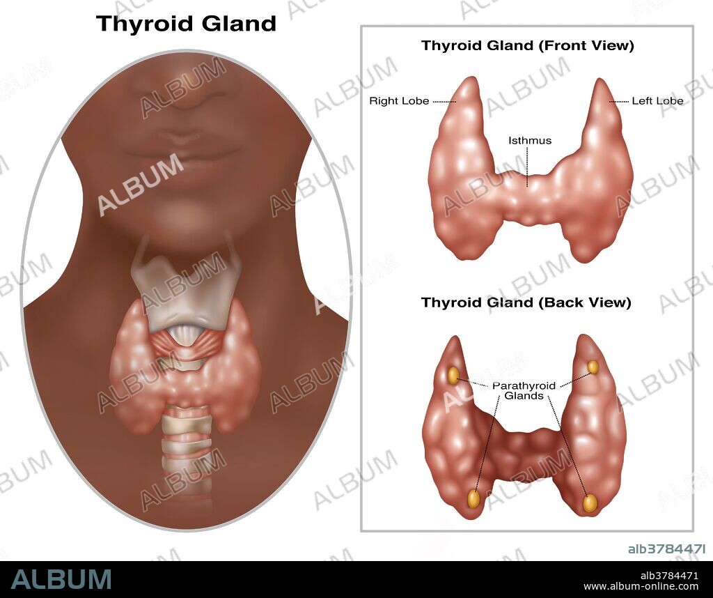 Illustration of a thyroid gland, front and back view.