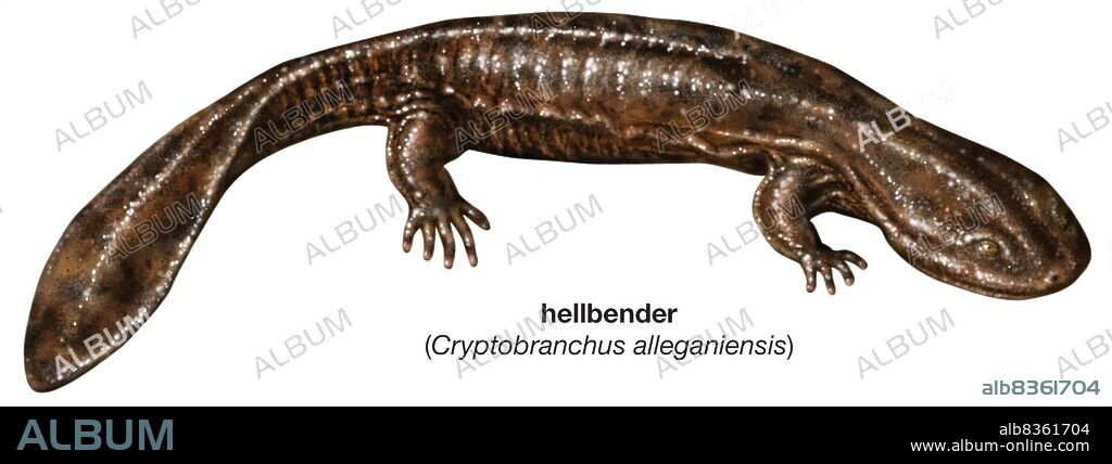 Hellbender (Cryptobranchus alleganiensis).