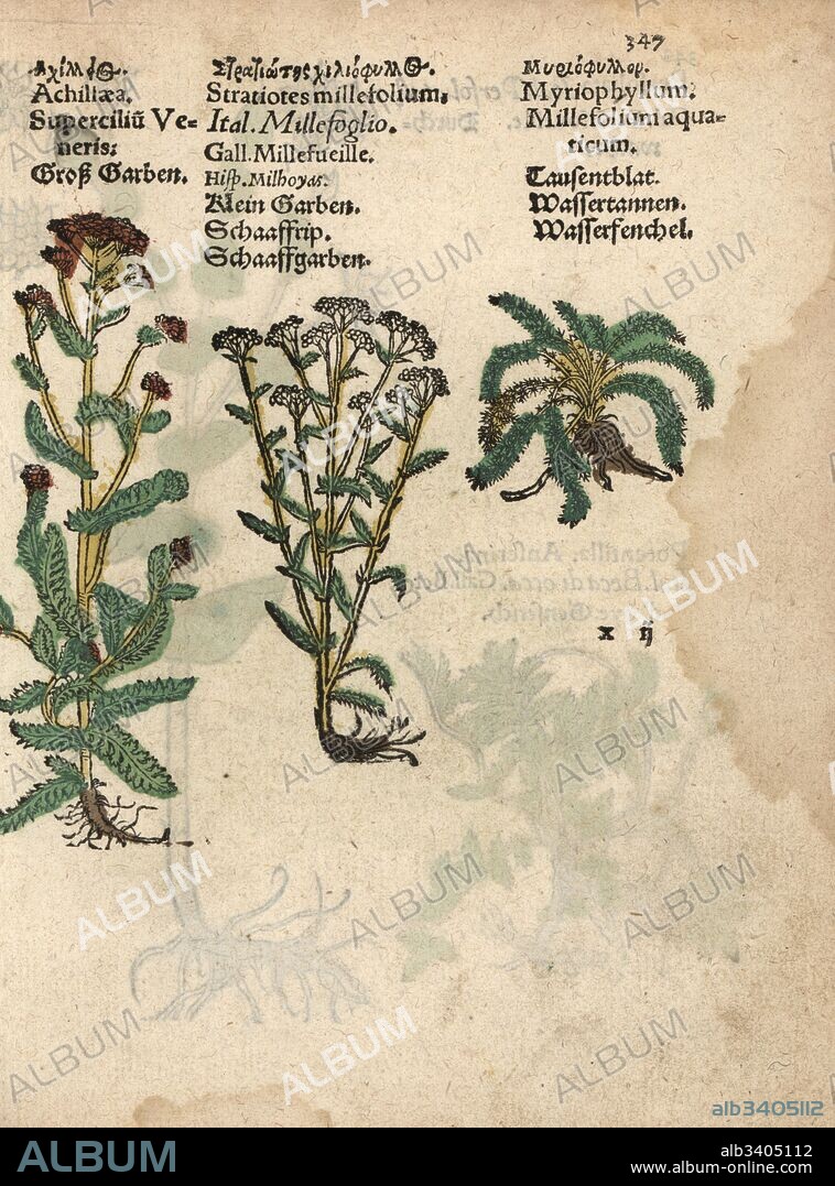 Yarrow, Achillea millefolium, and Myriophyllum aquaticum. Handcoloured woodblock engraving of a botanical illustration from Adam Lonicer's Krauterbuch, or Herbal, Frankfurt, 1557. This from a 17th century pirate edition or atlas of illustrations only, with captions in Latin, Greek, French, Italian, German, and in English manuscript.