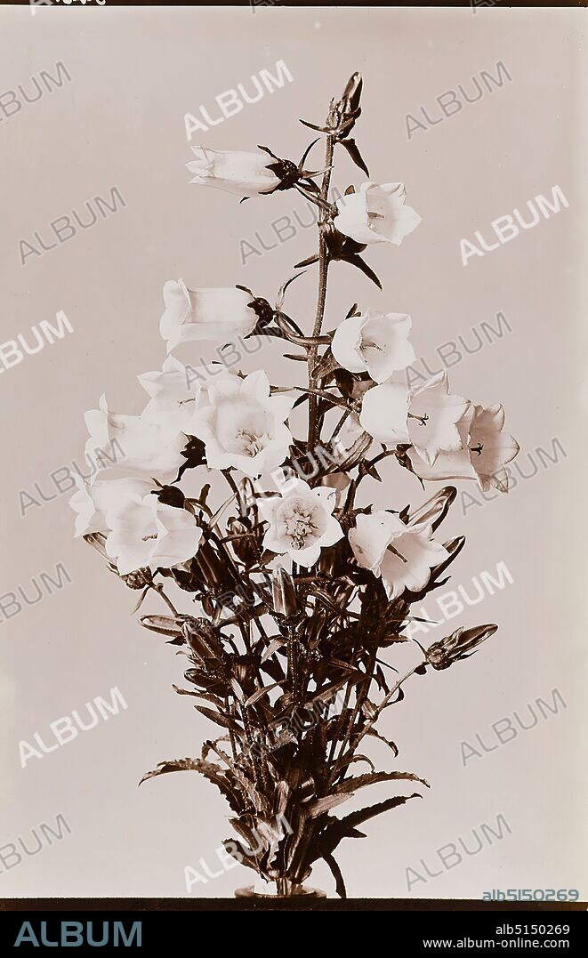 Wilhelm Weimar, bellflower, albumin paper, black and white positive process, image size: height: 23.10 cm; width: 15.10 cm, Recto printed: Wilhelm Weimar, Hamburg 1900. verso title and in place of this photograph comes 539, photography, flowers.