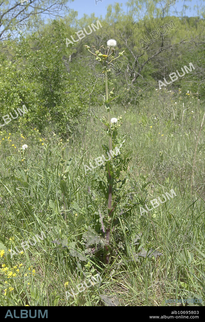Sow thistle, Sonchos asper. An invasive alien weed introduced from Europe. Widely distributed in waste places throughout temperate and subtropical US and elsewhere. Photo Dallas Co., TX.