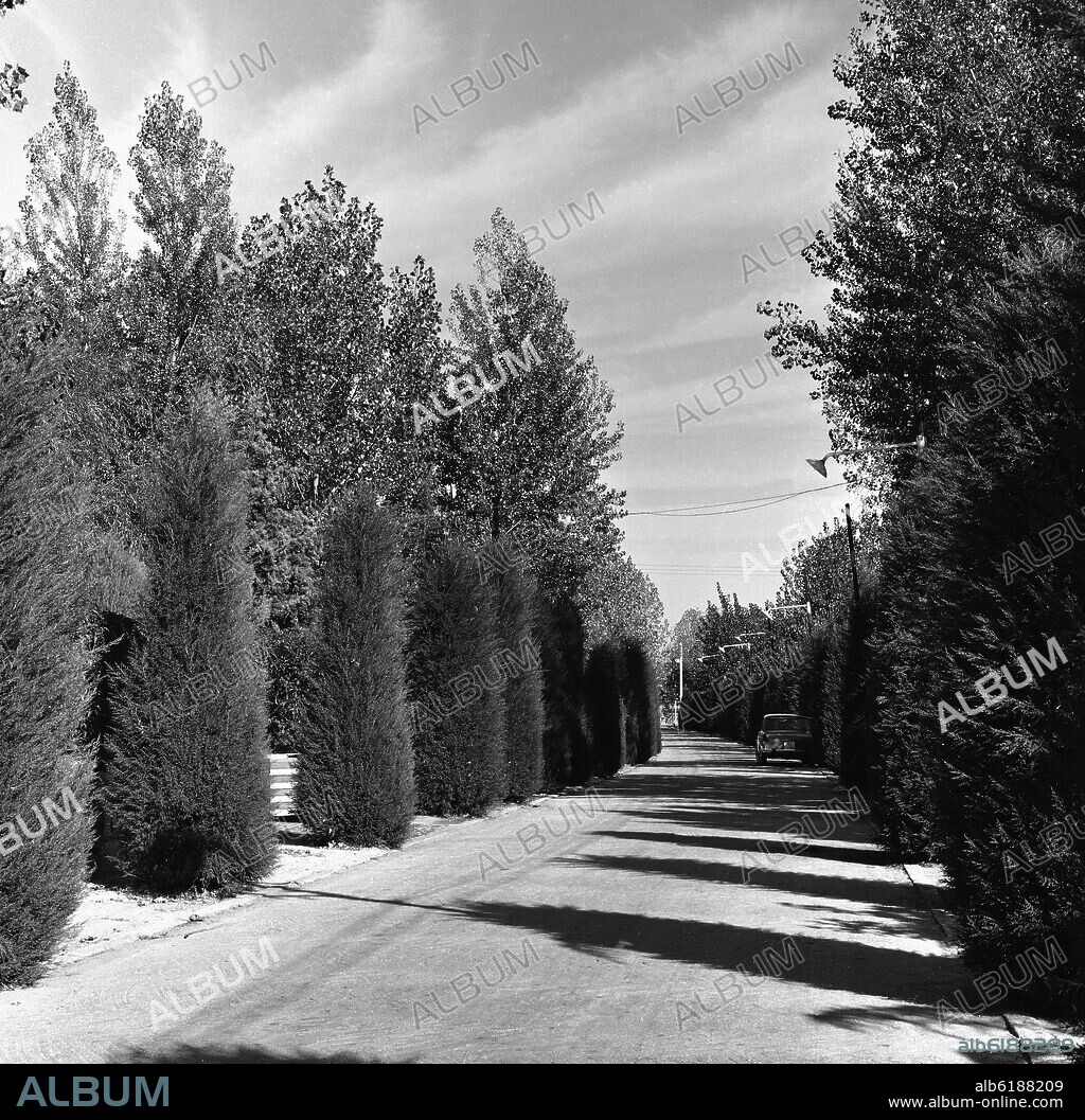 CALLE DE LA URBANIZACION LA FLORIDA - FOTOGRAFIA EN BLANCO Y NEGRO - AÑOS 50.