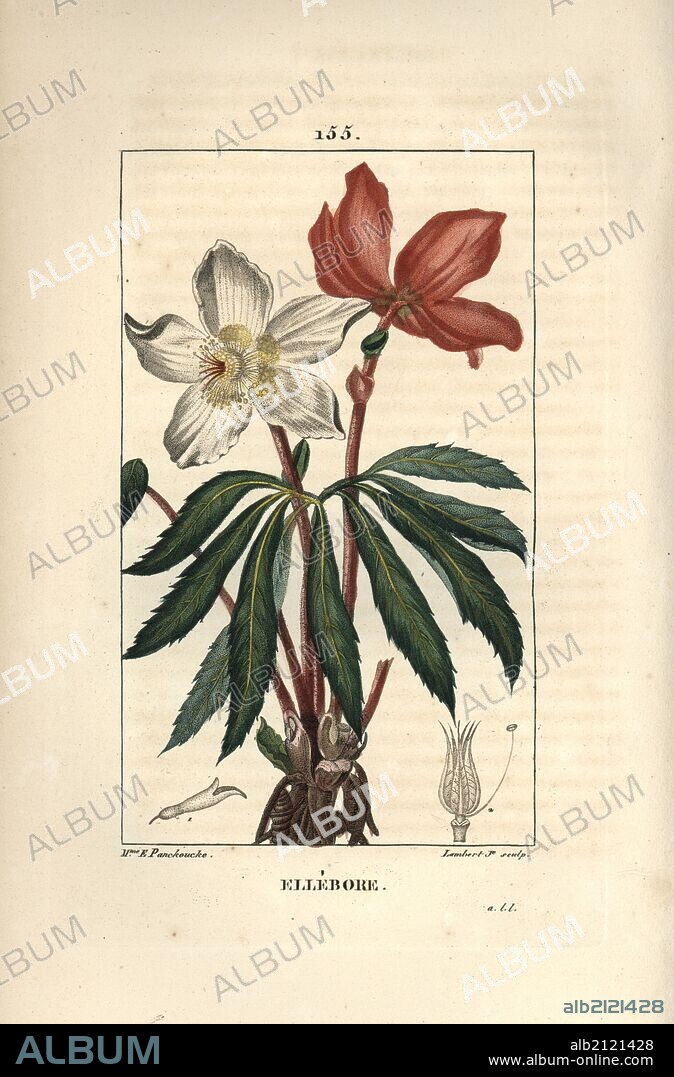 Christmas rose or black hellebore, Helleborus niger, showing flowers, leaves and root tops. Handcoloured stipple copperplate engraving by Lambert Junior from a drawing by Pierre Jean-Francois Turpin from Chaumeton, Poiret et Chamberet's "La Flore Medicale," Paris, Panckoucke, 1830. Turpin (1775~1840) was one of the three giants of French botanical art of the era alongside Pierre Joseph Redoute and Pancrace Bessa.