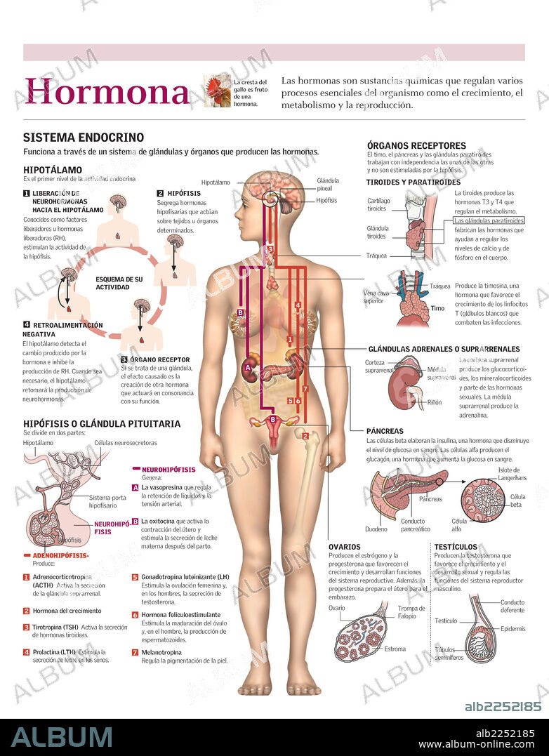 hormona. Infografía del sistema endocrino y la función de las distintas hormonas que produce.