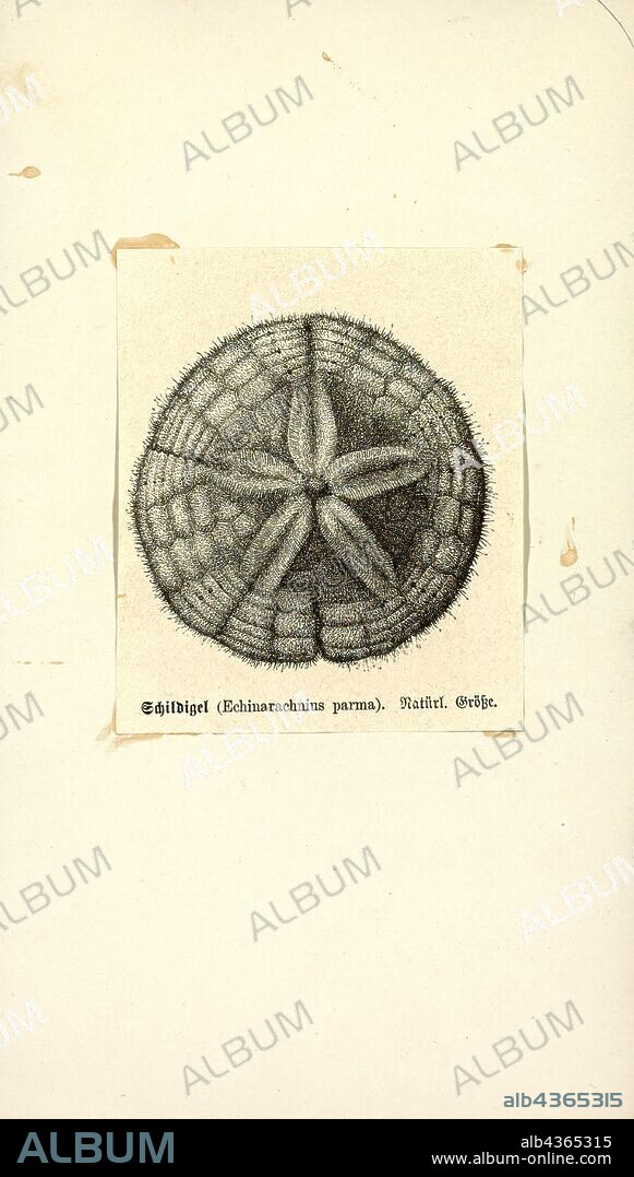 Echinarachnius parma, Print, Echinarachnius parma, the common sand dollar, is a species of sand dollar native to the Northern Hemisphere. It is found in the North Pacific and Northwest Atlantic, on the North American east coast from New Jersey north, as well as in Alaska, Siberia, British Columbia, and Japan. It inhabits isolated areas on sandy bottoms below the low tide level down to a depth of 5, 000 feet (1, 500 m).