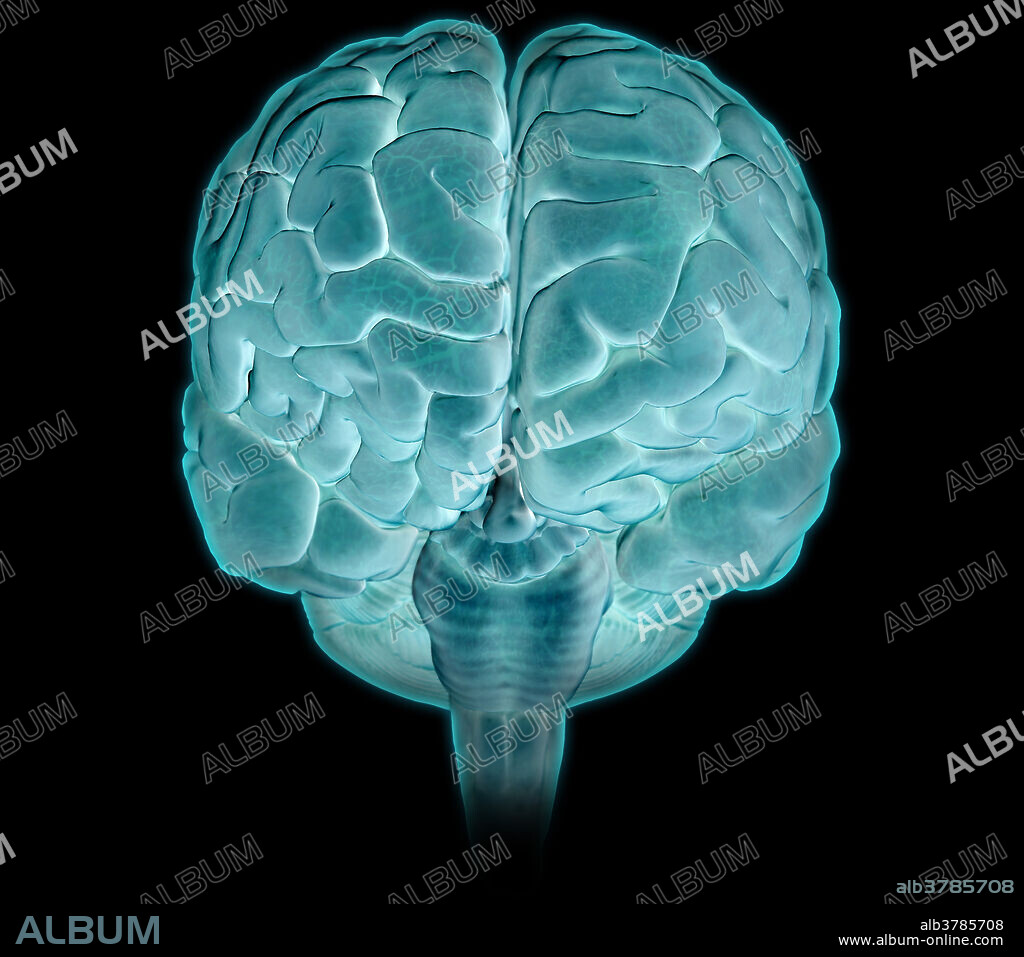 A 3D illustration of the human brain from an anterior (frontal) view.
