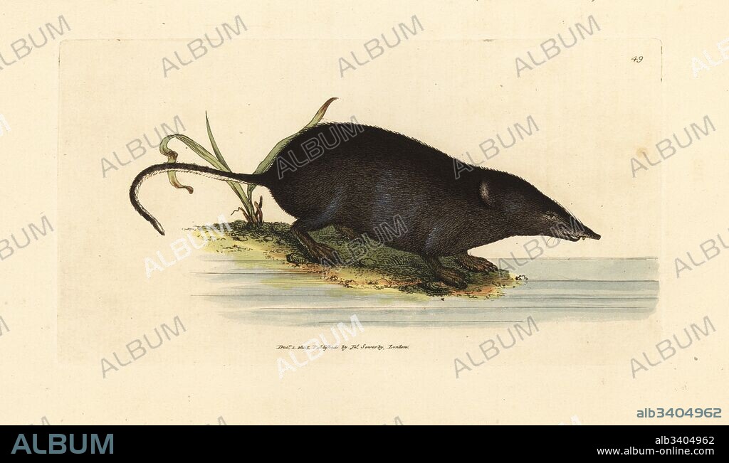 Eurasian water shrew, Neomys fodiens (Sorex ciliatus, fringe-tailed water shrew-mouse). Handcoloured copperplate engraving by James Sowerby from The British Miscellany, or Coloured figures of new, rare, or little known animal subjects, London, 1804.