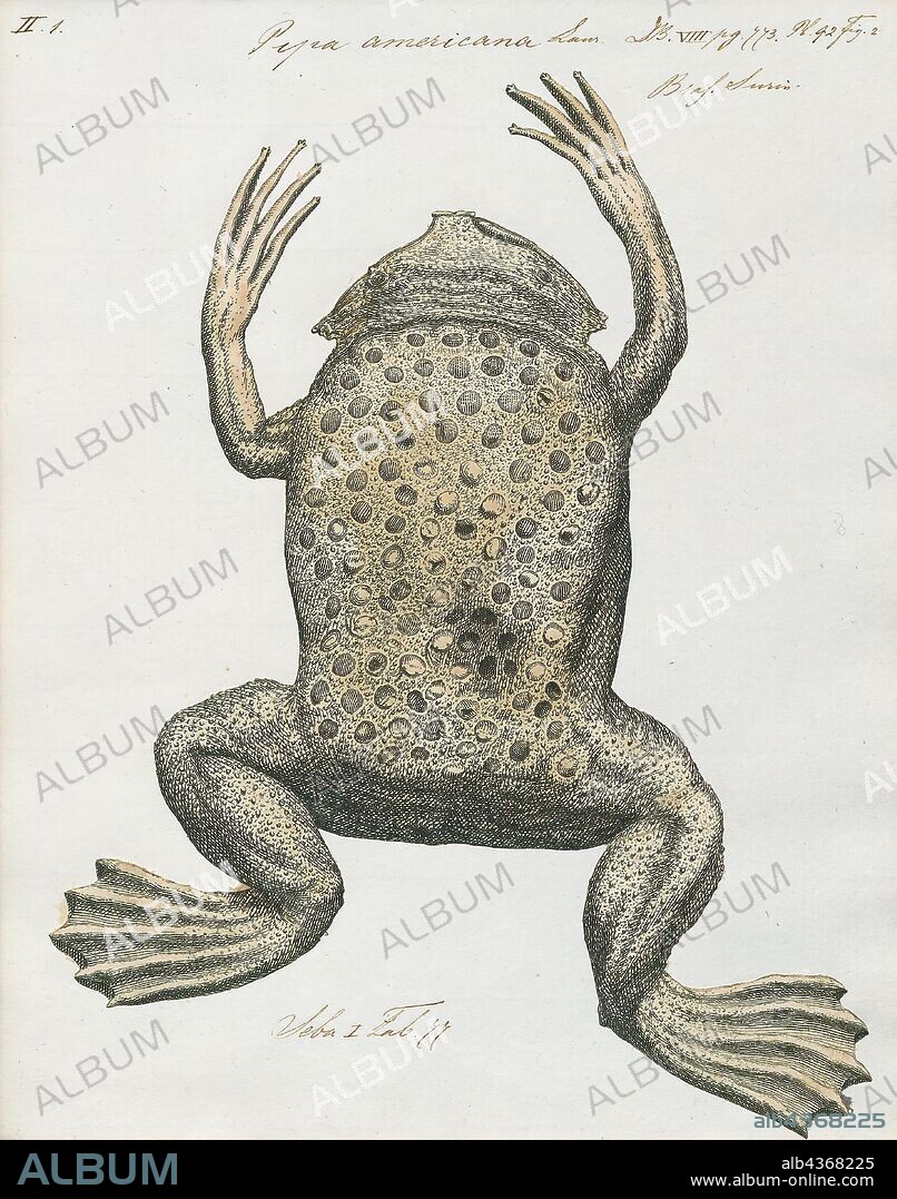 Pipa americana, Print, The common Suriname toad or star-fingered toad (Pipa pipa) is a species of frog in the family Pipidae found in Bolivia, Brazil, Colombia, Ecuador, French Guiana, Guyana, Peru, Suriname, Trinidad and Tobago, and Venezuela. In Spanish it is called aparo, rana comun de celdillas, rana tablacha, sapo chinelo, sapo chola, or sapo de celdas. In Portuguese, it is known as sapo pipa due to its shape, as "pipa" means kite. Its natural habitats are subtropical or tropical moist lowland forests, subtropical or tropical swamps, swamps, freshwater marshes, and intermittent freshwater marshes. It is threatened by habitat loss., 1700-1880.