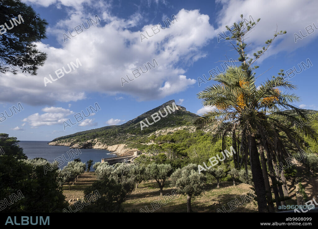 olive trees in front of Cala Lledo, Sa Dragonera natural park, Mallorca, Balearic Islands, Spain.
