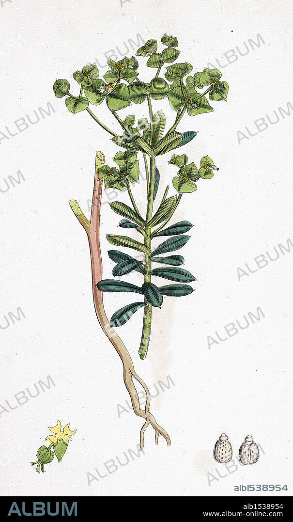 Euphorbia Portlandica; Portland Spurge.