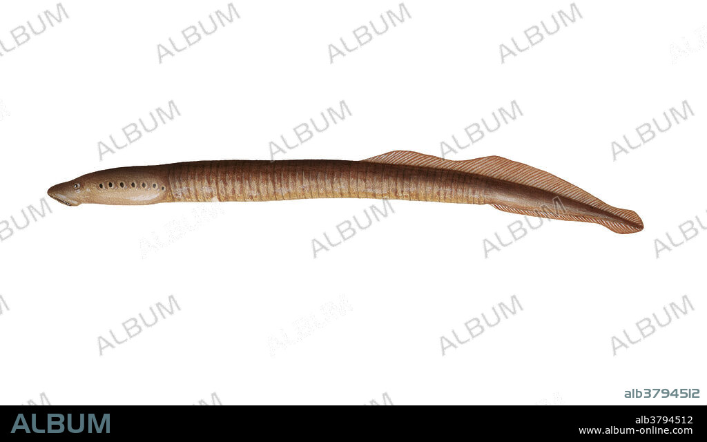 Northern Brook Lamprey (Ichthyomyzon fossor) is a small, elongate fish, a non-parasitic species.