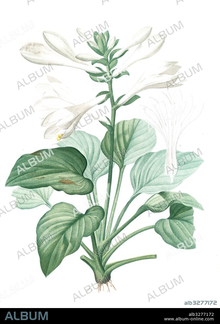 Hemerocallis japonica, Hosta plantaginea; Hémérocalle du Japon , August Lily; Plaintain Lily, Redouté, Pierre Joseph, 1759-1840, les liliacees, 1802 - 1816.